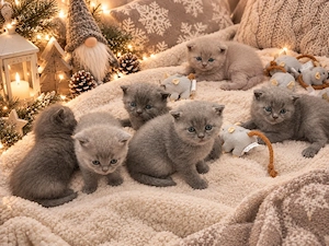 Wunderschöne BKH Weihnachts Kitten Katzenbabys abzugeben**