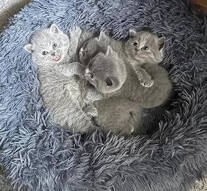 BKH Kitten 