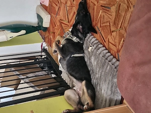 Nero sucht ein liebevolles Zuhause 