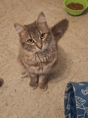 Norwegische Waldkatze