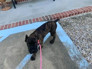 Canecorso puppies ready for adoption 