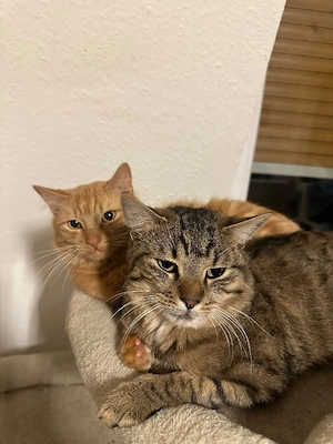 persermix katzen zu verkaufen 