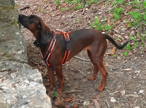 Süßer Nachwuchs! Reinrassige Welpen (Bayerischer Gebirgsschweißhund) ohne Papiere