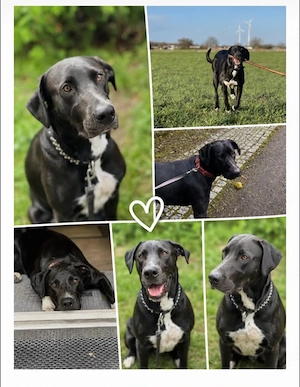 Freundliche Dt. Dogge - Schäferhund - Mix - Hündin