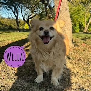 Willa, junge Spitz   Kokoni Mix Hündin, unglaublich lieb, fröhlich und gut erzogen