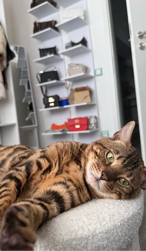 Bengal Kater mit Stammbaum Rassepapiere