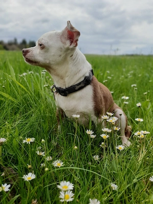 Chihuahua sucht ein neues Zuhause