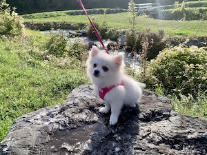 Zwergspitz Pomerian 