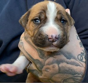 Nur noch 8 sind da Pitt-Bullterrier Wonneproppen