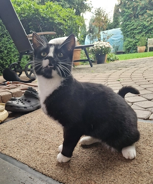 Schwarzer Kater mit weißer Schnauze