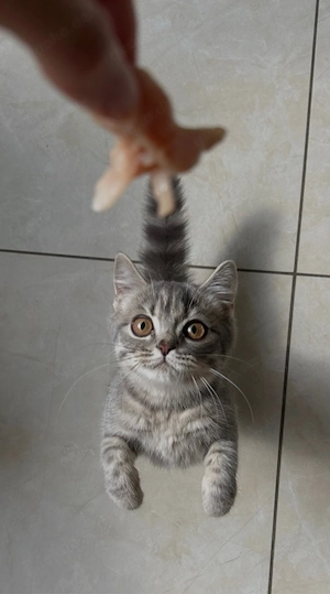 bkh kitten katzen katze kuschelkatzen britisch kurzhaar 