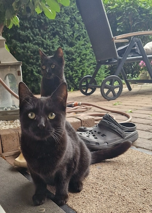 Junge Schwarze Katzen Schwestern 