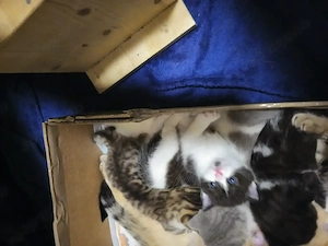 Wunderschöne Britisch Kurzhaar Mix Kitten Suchen Liebevolles für immer Zuhause