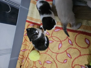 Wunderschöne Britisch Kurzhaar Mix Kitten Suchen Liebevolles für immer Zuhause