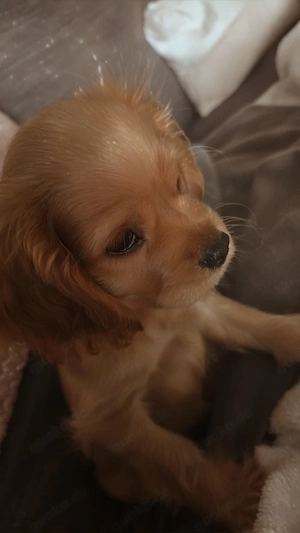 Englisch Cocker-Spaniel-Welpe Rüde