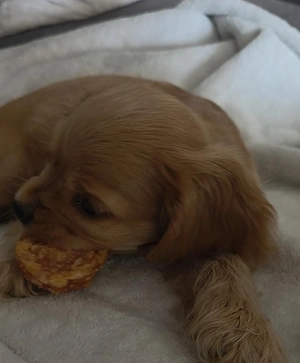 Englisch Cocker Spaniel Rüde 