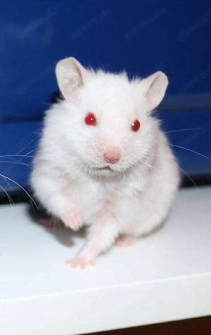 Goldhamster aus gepflekter Hobbyzucht handzahm 