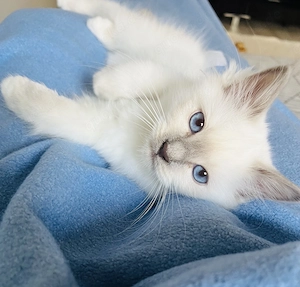 Heilige Birma Siam Blue Point kitten