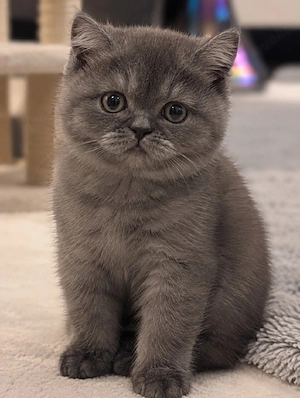 wunderschöne bkh  kitten