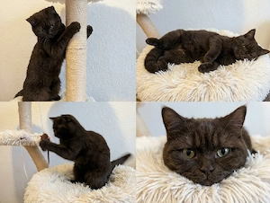 wunderschöne BKH kitten