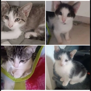    Süße Katzenbabys 12 Wochen alt, weiblich & entwurmt