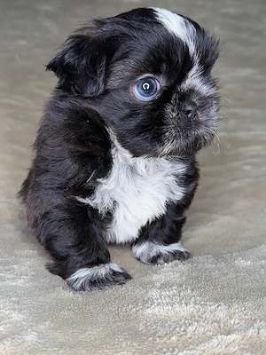 Bezaubernde Shih Tzu Welpen 