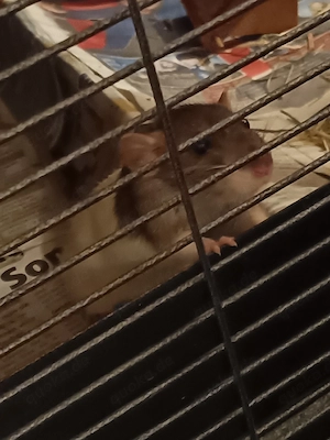 Rattenweibchen abzugeben