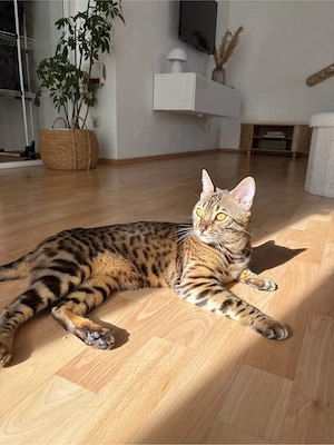 Bengal Kater 