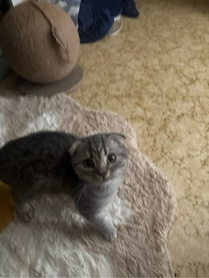 britisch kurzhaar baby katze