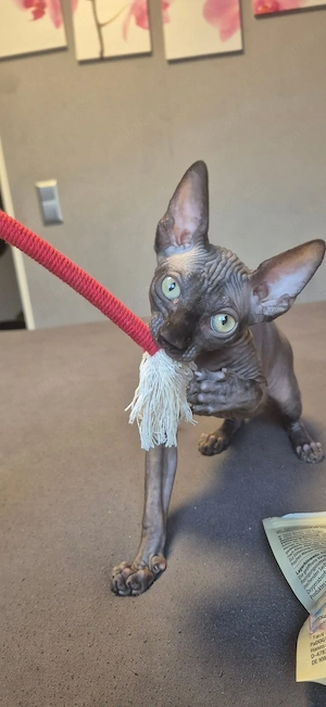 Sphynx Kitten 