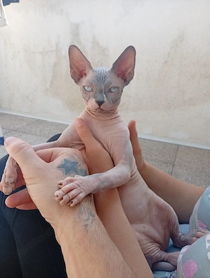 Sphynx Kitten