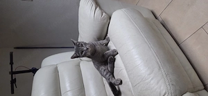 Katze jungen und kater