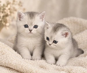Britisch Kurzhaar BKH Kitten   Silver Shaded   Hellgrau