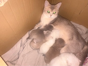 BKH Kitten 