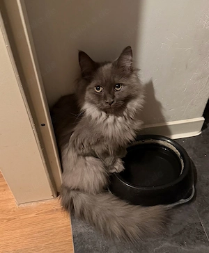 nur noch diese zuckersüßes Maine Coon blue Mädchen