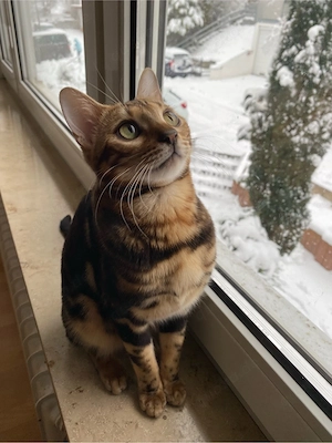 Wunderschöne Bengalkatze (6 Jahre) sucht liebevolles Zuhause   
