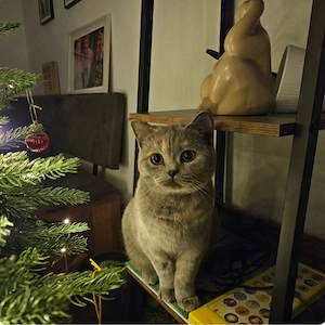 BKH Katze abzugeben 