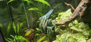 Pterophyllum Scalare blue