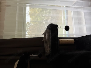 Bkh.Marmor katze