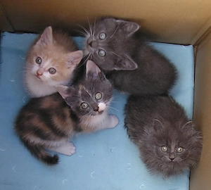 Katzenbabys Edelmix BKH x Russisch Blau Kitten