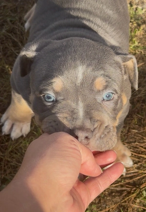 American Bully
