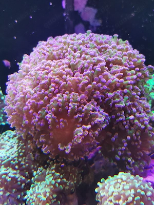 Euphyllia Paradivisa