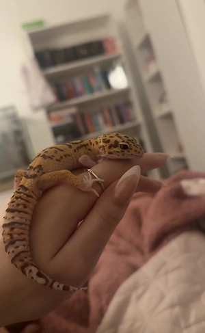 Leopardgecko Weibchen 