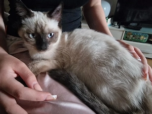 Kitten suchen ab sofort ein neues liebevolles zu Hause