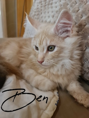 Maine Ccoon Kitten mit Stammbaum kompl. geimpft auszugsbereit