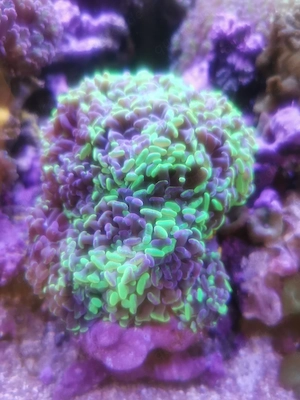 Euphyllia Paraancora