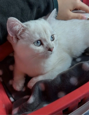 Reinrassige BKH Kitten