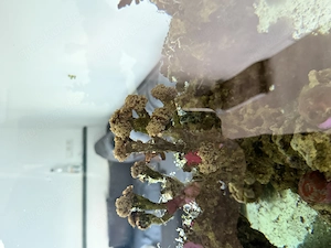 Euphyllia paraancora Gold Nugget