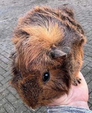 Meerschweinchenweibchen an gute Hände abzugeben
