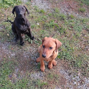 Labrador-Ridgeback-Mix Welpen